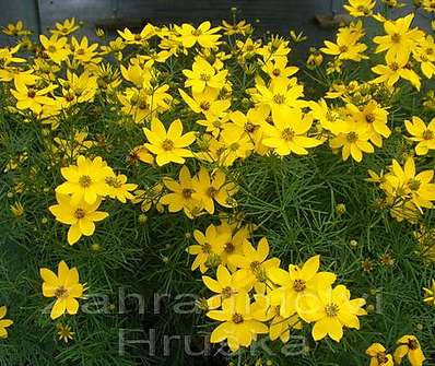 Coreopsis verticillata Zagreb