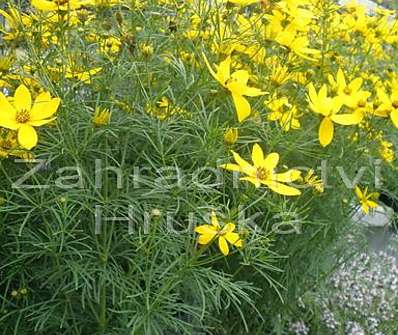 Coreopsis verticillata Zagreb