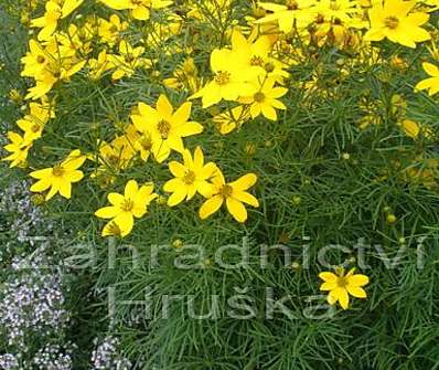 Coreopsis verticillata Zagreb