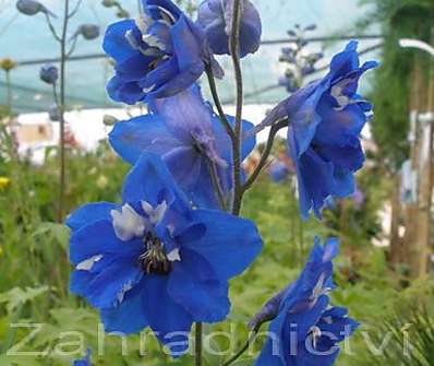 Delphinium Blue Bird