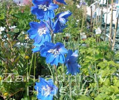 Delphinium Blue Bird