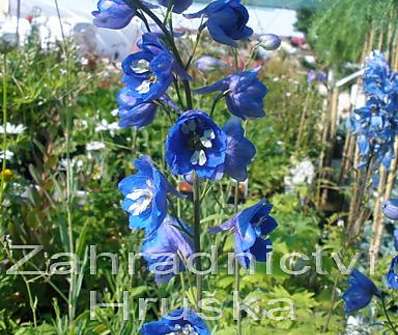 Delphinium Blue Bird