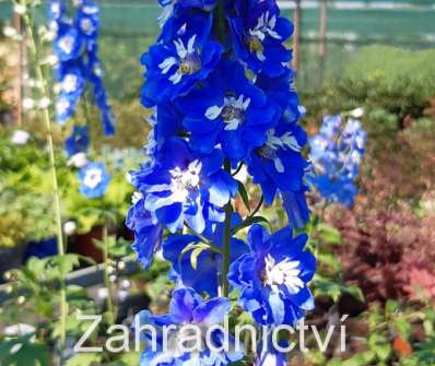 Delphinium Blue Bird