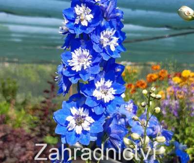 Delphinium Blue Bird