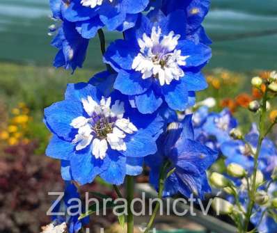 Delphinium Blue Bird