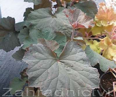 Heuchera Big Top Bronze