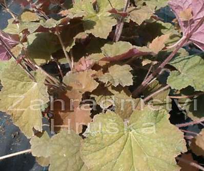 Heuchera Big Top Bronze