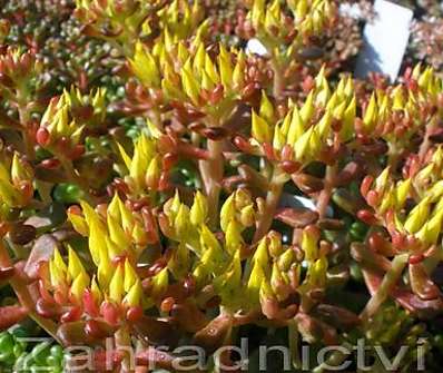 Sedum oreganum