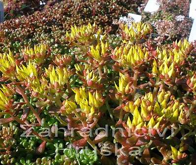 Sedum oreganum