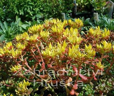 Sedum oreganum