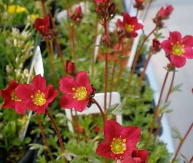 Saxifraga Triumph