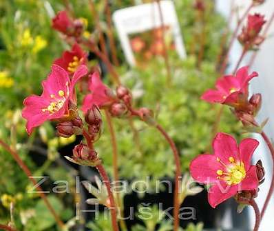 Saxifraga Triumph