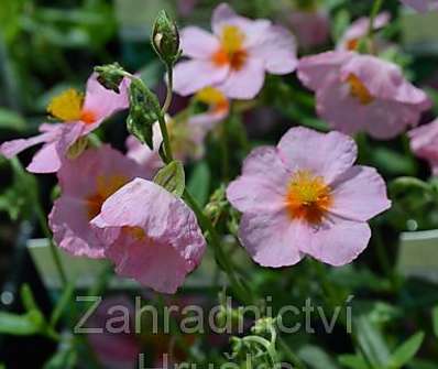 Helianthemum Lawrensons Pink