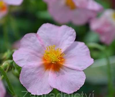 Helianthemum Lawrensons Pink
