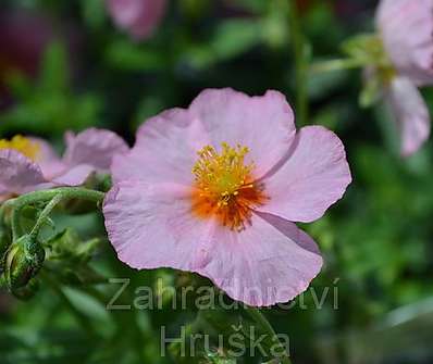 Helianthemum Lawrensons Pink
