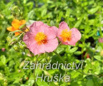 Helianthemum Lawrensons Pink
