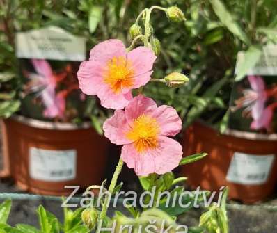 Helianthemum Lawrensons Pink