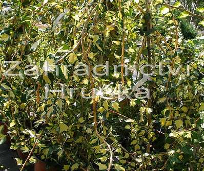 břečťan - Hedera helix