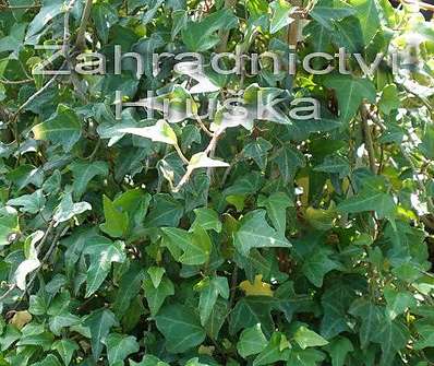 břečťan - Hedera helix