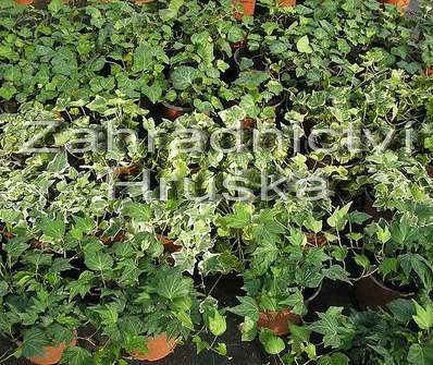 břečťan - Hedera helix