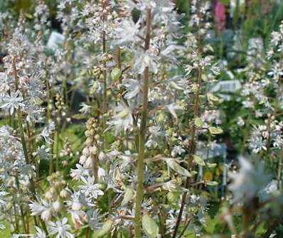 Tiarella wherryi