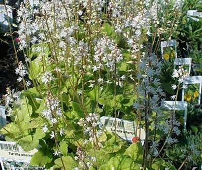 Tiarella wherryi
