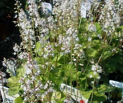 Tiarella wherryi