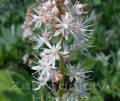 Tiarella wherryi