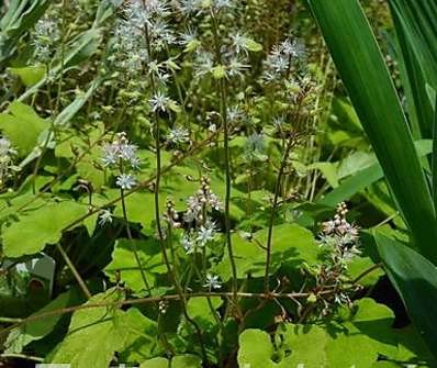 Tiarella wherryi