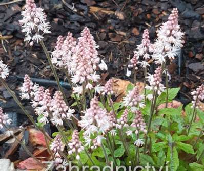 Tiarella wherryi