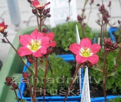 Saxifraga arendsii Ingeborg