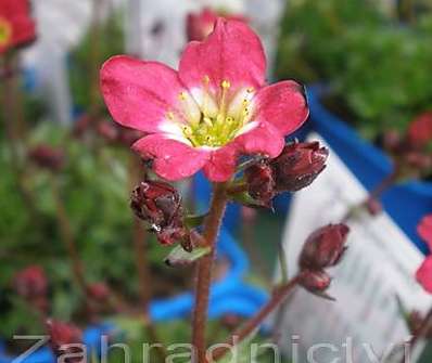 Saxifraga arendsii Ingeborg