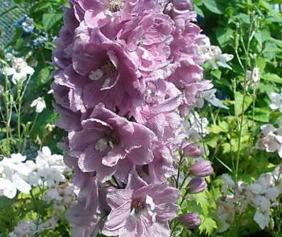 Delphinium Excalibur Rosea