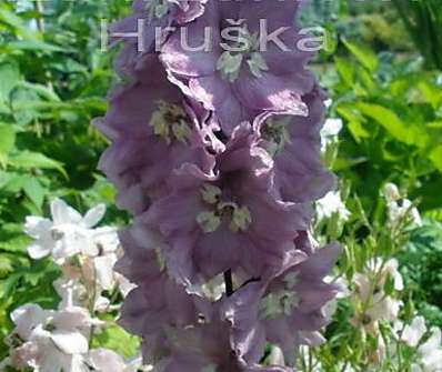 Delphinium Excalibur Rosea