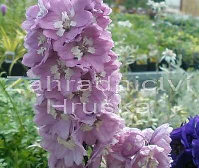 Delphinium Excalibur Rosea
