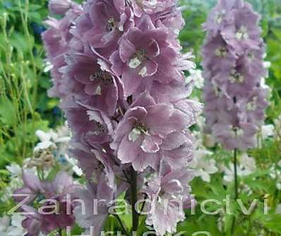 Delphinium Excalibur Rosea