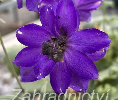 Delphinium Excalibur Dark Blue / Black Bee