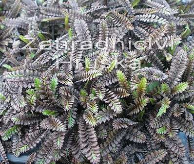 Leptinella squalida Platts Black ( Cotulla )