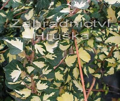 břečťan - Hedera helix
