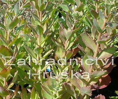Sedum spectabile