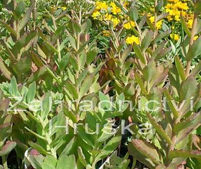 Sedum spectabile