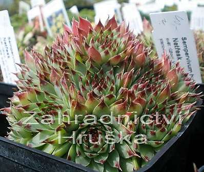 Sempervivum hybr. Bicolor
