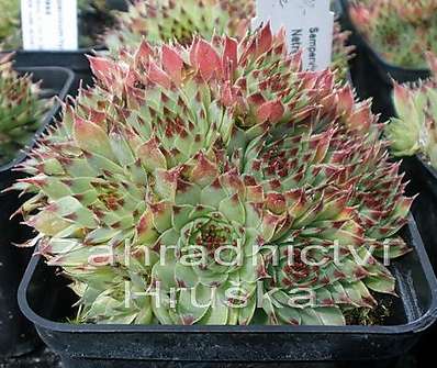 Sempervivum hybr. Bicolor