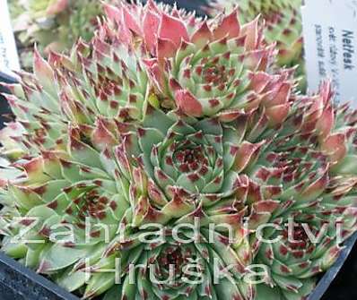 Sempervivum hybr. Bicolor