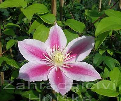 plamének - Clematis 'Angela'