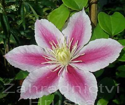 plamének - Clematis 'Angela'