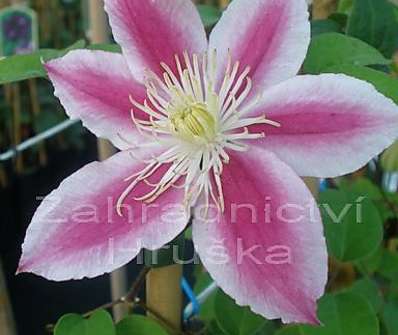 plamének - Clematis 'Angela'