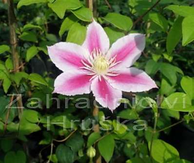 plamének - Clematis 'Angela'