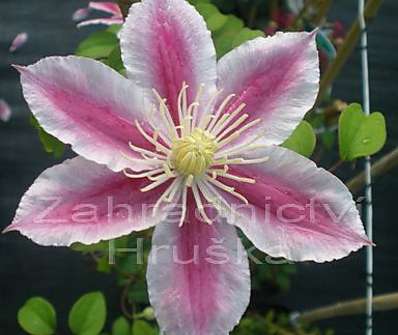 plamének - Clematis 'Angela'