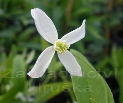 plamének - Clematis 'Angustifolia'